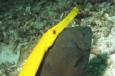 Trumpetfish (Aulostomus chinensis) shadowingrabbitfish,Mabul Borneo, Malaysia