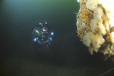 Diver approaches German Battleship, Scapa Flow, Orkney islands, Scotland, UK