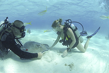 Diver with Sting rays, Stingray City Sandbar, Grand Cayman Island, Cayman Islands, Caribbean