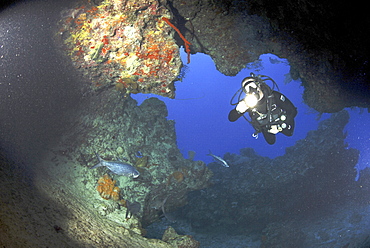 Diver swimming through cavern with torch, Grand Cayman Island, Cayman Islands, Caribbean