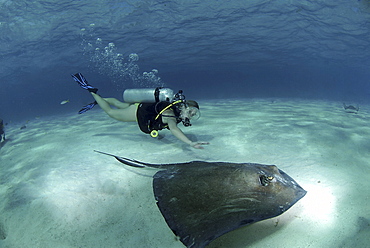 Bikini Diver at Stingray City Sandbar, Grand Cayman Island, Cayman Islands, Caribbean