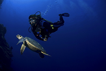 Diver and Hawksbill Turtle (Eretmochelys imbriocota), Little Cayman Island, Cayman Islands, Caribbean