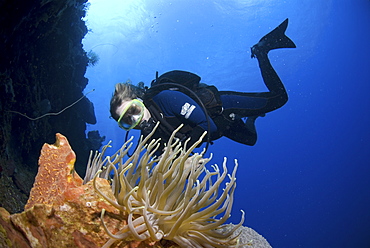 Diver approachiong anemone on colourful coral and sponge wall, Maria La Gorda, Cuba, Caribbean