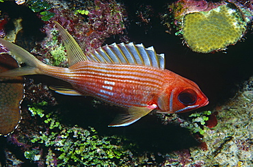  Longspine Squirrelfish (Holocentrus rufus), single fish at entrance to small hole with colourful background, Cayman Islands, Caribbean