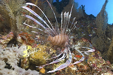 Fire Lionfish (Pterois radiata),  swimming over colouful coral reef, Sipidan, Mabul, Malaysia.