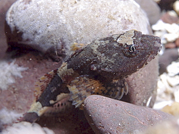 Short Spined Scorpeonfish (Myoxocephalus) scorpius resting on rocks of the same colour as fish, St Abbs, Scotland, UK North Sea