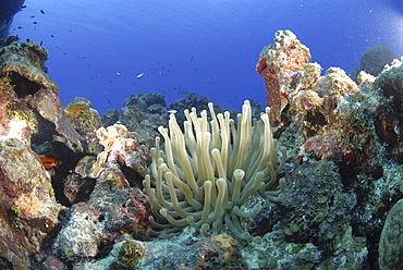 Bubbletip anemone (Condylactis gigantea) amidst coral and sponge reef, Cayman Islands, Caribbean