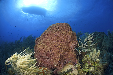 Looking upwards to well lit sponges, corals and sea fans with very blue water and boat silhouette, Little Cayman Island, Cayman Islands, Caribbean