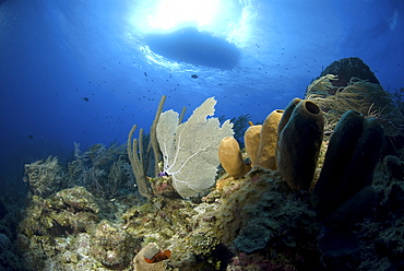 Looking upwards to well lit sponges, corals and sea fans with very blue water and boat silhouette, Little Cayman Island, Cayman Islands, Caribbean