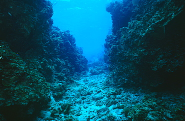  Typical Spur and groove reef formation, Cayman Islands, Caribbean