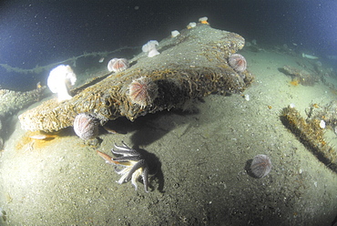 Remains of German U Boat UB116, Scapa Flow, Orkney islands, Scotland, UK