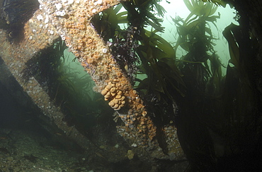 Blockship Doyle, Scapa Flow, Orkney Islands, Scotland, UK