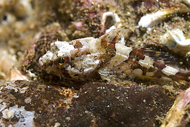 Short Spined Scorpeonfish (Myoxocephalus scorpius), camouflaged amidst small stones on seabed, St Abbs, Scotland, UK North Sea