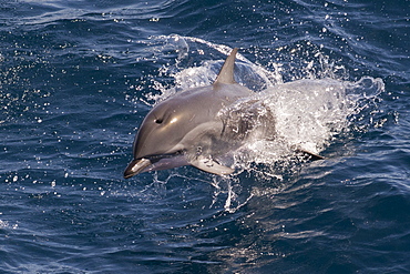 Clymene dolphin (Stenella clymene) porpoising towards the photographer, showing characteristic black beak markings, Senegal, West Africa, Africa