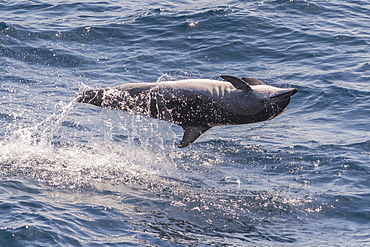 Clymene dolphin (Stenella clymene) spinning, caught belly uppermost, Senegal, West Africa, Africa