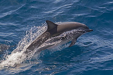 Clymene dolphin (Stenella clymene) porpoising with water trailing its flanks, offshore Senegal, West Africa, Africa