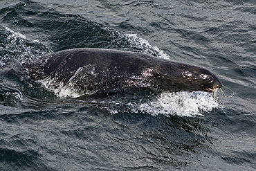 Porpoising northern fur seal (Callorhinus ursinus), Sakhalin Island, Russia, Eurasia