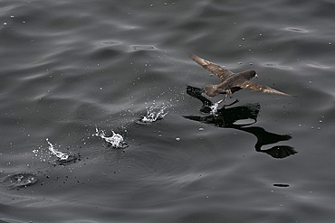 Northern fulmar (Fulmarus glacialis) taking off from a calm sea, Sakhalin Island, Russia, Eurasia