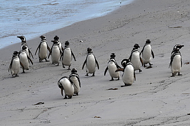 Magellanic penguins (Spheniscus magellanicus) marching along the beach, Gypsy Cove, Falkland Islands, South America