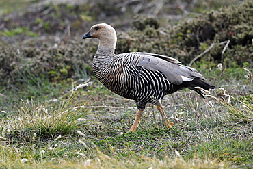 Female upland goose (Chloephaga picta) in its grassland habitat, Falkland Islands, South America