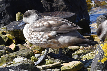 Patagonian crested duck (Lophonetta specularioides specularioides) on a stony beach, Falkland Islands, South America