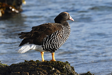 Female kelp goose (Chloephaga hybrida) standing on a stone overlooking the sea, Falkland Islands, South America