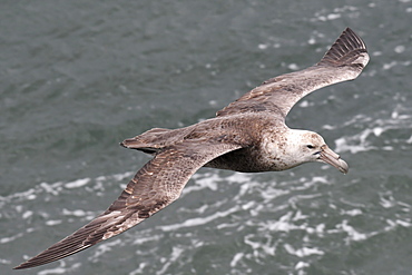 Southern giant petrel (Macronectes giganteus) flying low over the sea at Port William, Falkland Islands, South America