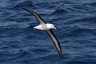 Black-browed albatross (Thalassarche melanophris) in flight low over the sea, showing full span of under wing, South Georgia, Polar Regions