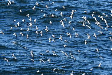 Flock of Antarctic prions (Pachyptila desolata) in flight low over the sea, South Georgia, Polar Regions