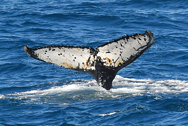 Underside of a humpback whale (Megaptera novaeangliae) tail fluke, South Georgia, Polar Regions