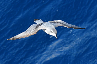 Antarctic prion (Pachyptila desolata) in flight against a dark blue sea, South Georgia and South Sandwich Islands, Polar Regions