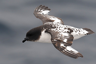 Close-up of a flying Cape petrel (Daption capense), South Georgia and the South Sandwich Islands, Polar Regions