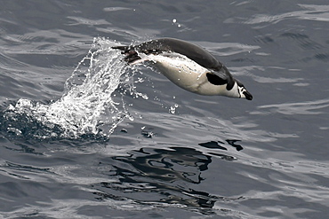 Porpoising chinstrap penguin (Pygoscelis antarcticus), South Sandwich Islands, Polar Regions