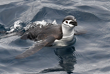 Swimming chinstrap penguin (Pygoscelis antarcticus), South Sandwich Islands, Polar Regions