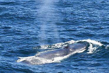 Blue whale (Balaenoptera musculus) surfacing, showing the remains of a blow and its mottled appearance, South Georgia, Polar Regions