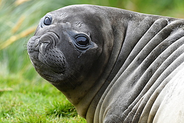 Close-up portrait of a large-eyed southern elephant seal (Mirounga leonina) pup, Grytviken, South Georgia, Polar Regions