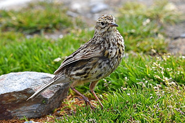 The endemic South Georgia pipit (Anthus antarcticus), the island's only passerine, King Edward Point, South Georgia, Polar Regions