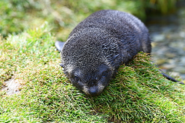 Very young dry Antarctic fur seal (Arctocephalus gazella) pup resting on a grassy mound, King Edward Point, South Georgia, Polar Regions