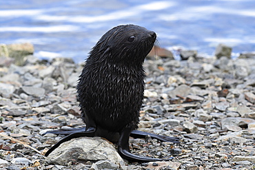 Small Antarctic fur seal (Arctocephalus gazella) pup on a stony beach at King Edward Point, South Georgia, Polar Regions