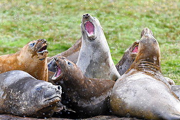 Agonistic behaviour in a tight group of moulting southern elephant seals (Mirounga leonina), Grytviken, South Georgia, Polar Regions