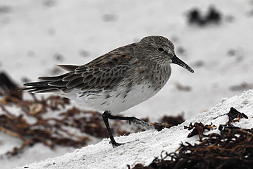 White-rumped sandpiper (Calidris fuscicollis), a long-distance migrant, foraging in sandy dune, Falkland Islands, South America