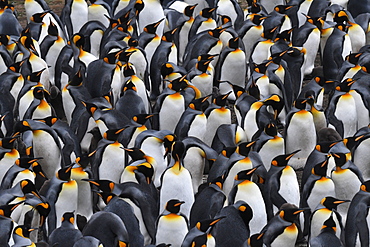 Densely packed king penguin (Aptenodytes patagonicus) colony at Volunteer Point, Falkland Islands, South America