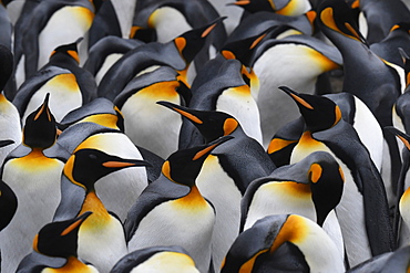 Close-up of a mass of king penguins (Aptenodytes patagonicus) in a tightly packed colony at Volunteer Point, Falkland Islands, South America