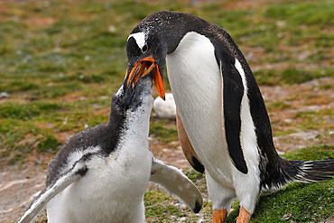 Gentoo penguin (Pygoscelis papua) feeding its chick, Volunteer Point, Falkland Islands, South America