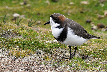 Portrait of a two-banded plover (Charadrius falklandicus) in sandy grassland, Volunteer Point, Falkland Islands, South America