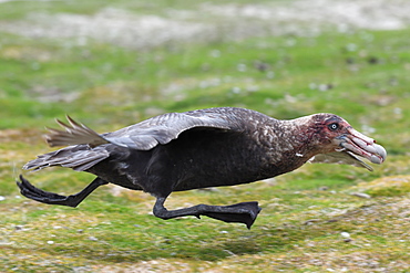 Southern giant petrel (Macronectes giganteus) with blood-covered head, taking off at Volunteer Point, Falkland Islands, South America