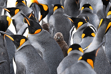 King penguin (Aptenodytes patagonicus) chick peering out between several adults, Volunteer Point, Falkland Islands, South America