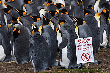 Warning sign to visitors delineating king penguin (Aptenodytes patagonicus) colony at Volunteer Point, Falkland Islands, South America