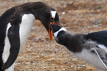 Close-up of a gentoo penguin (Pygoscelis papua) feeding its chick, Volunteer Point, Falkland Islands, South America