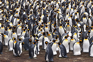 View from high viewpoint onto a dense king penguin (Aptenodytes patagonicus) colony at Volunteer Point, Falkland Islands, South America